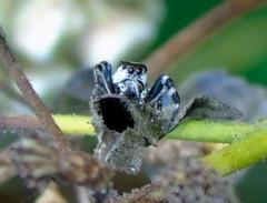 Dendryphantes zygoballoides
