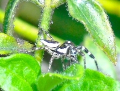 Dendryphantes zygoballoides
