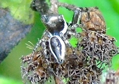 Dendryphantes zygoballoides