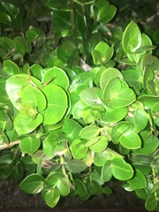 Angiospermae