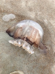 Stomolophus meleagris