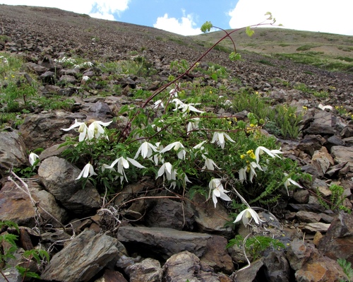 Alpine Clematis