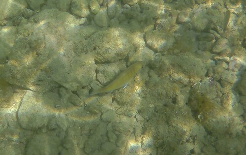 Diplodus sargus