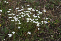 Stellaria ciliatosepala