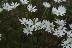 Stellaria ciliatosepala