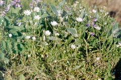 Stellaria ciliatosepala