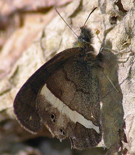 Yellow-striped Gemmed-Satyr
