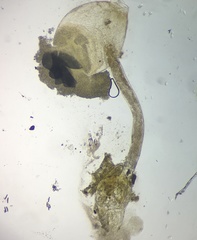 Pilobolus crystallinus