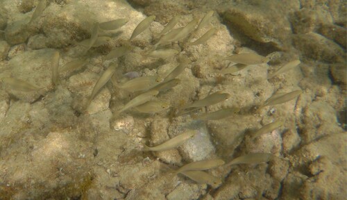 Sarpa salpa