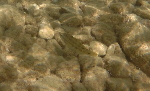 Symphodus tinca