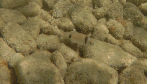 Diplodus vulgaris