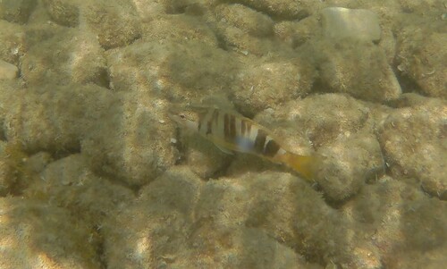 Serranus scriba