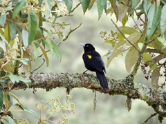 Cacicus chrysonotus