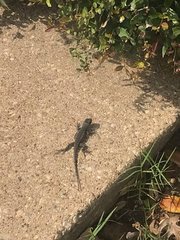 Sceloporus olivaceus
