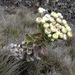 Helichrysum mannii - Photo (c) Fabien Anthelme, some rights reserved (CC BY-SA), uploaded by Fabien Anthelme