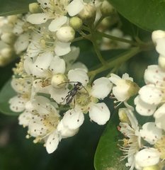 Pterygota