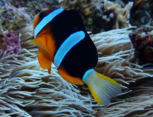 Amphiprion clarkii