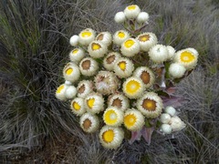 Helichrysum mannii