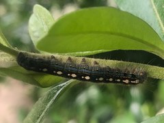 Malacosoma disstria