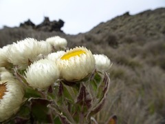 Helichrysum mannii