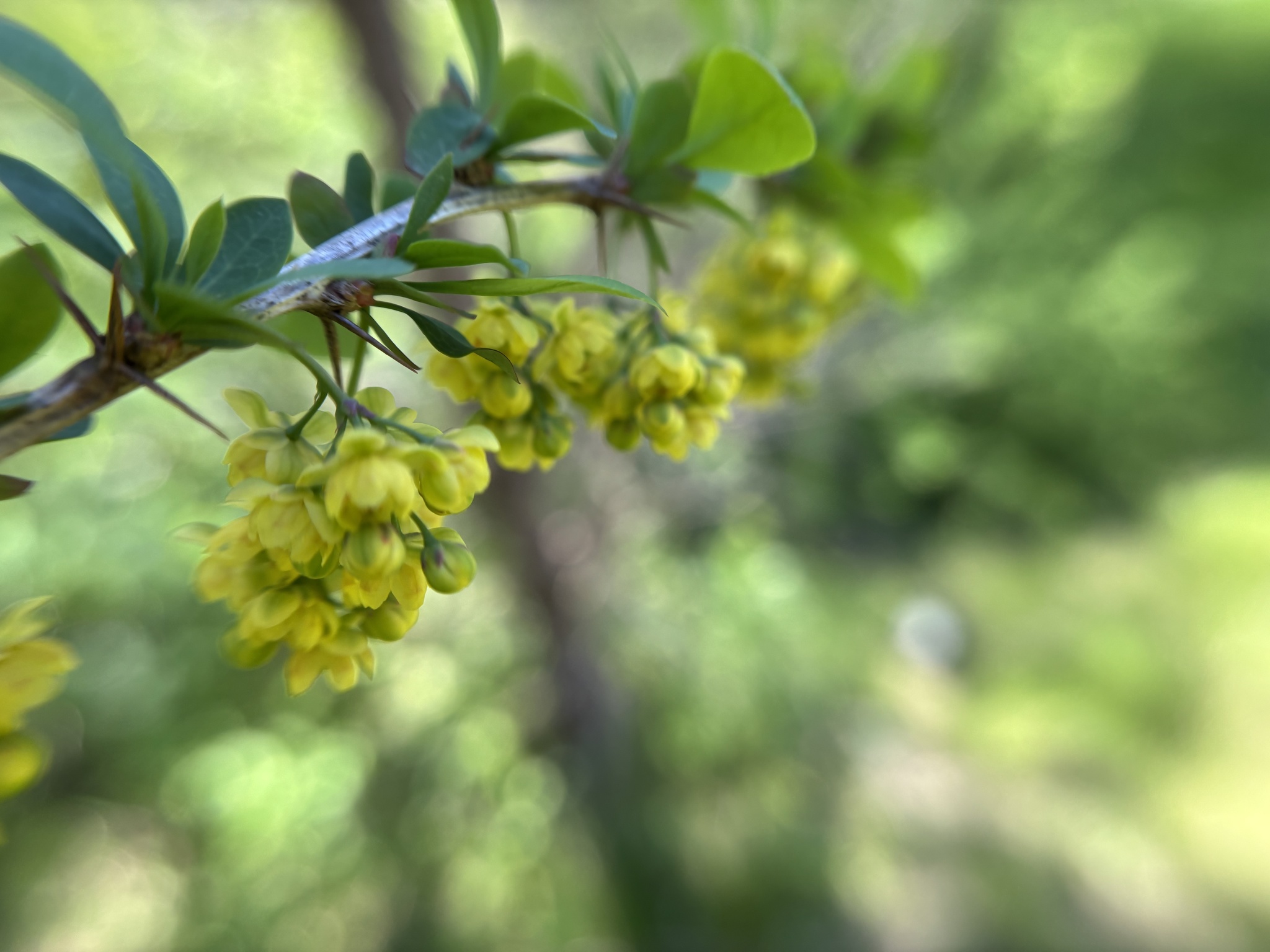 Ottawa barberry