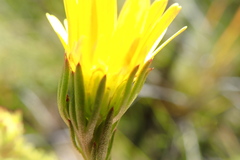 Ursinia quinquepartita