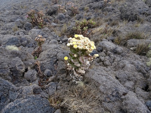 Helichrysum mannii (Helichrysum mannii)