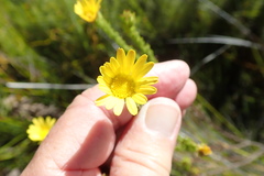 Ursinia quinquepartita