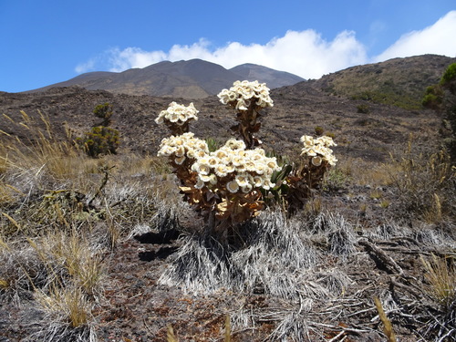 Helichrysum mannii (Helichrysum mannii)
