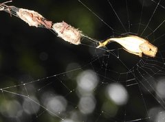 Arachnura melanura
