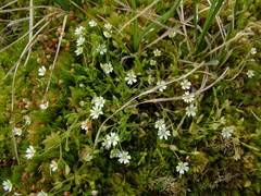 Stellaria crassifolia