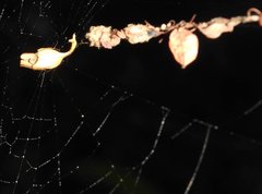 Arachnura melanura