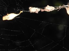 Arachnura melanura