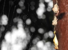Arachnura melanura