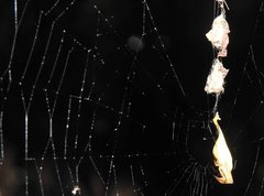 Arachnura melanura