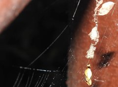 Arachnura melanura
