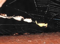 Arachnura melanura