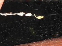 Arachnura melanura