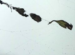 Arachnura melanura