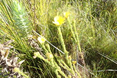 Ursinia quinquepartita