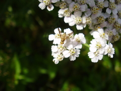 Oxyna flavipennis