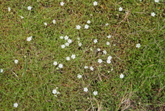 Stellaria crassifolia