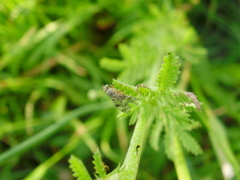 Tephritis nigricauda
