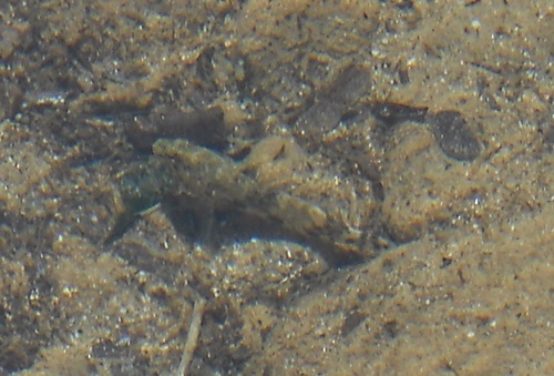Gobius cobitis