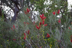 Hakea bucculenta