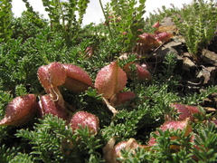 Oxytropis physocarpa