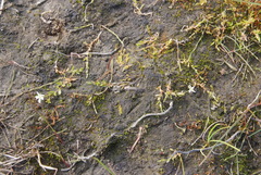 Stellaria crassifolia