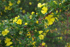 Hibbertia cuneiformis