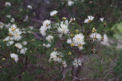 Melaleuca systena