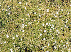 Stellaria crassifolia
